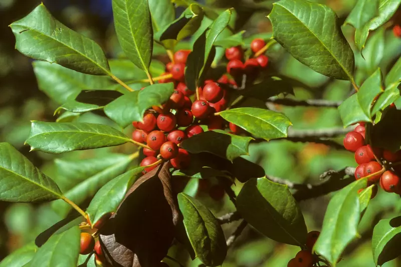 Holly: The Festive Plant's Rich Symbolism and Garden Benefits