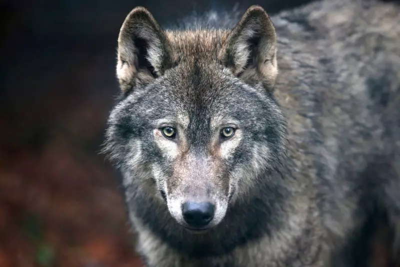 Hollywood's 'Big Bad Wolf' Tropes Undermine UK Wolf Rewilding Efforts