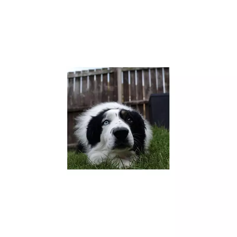 How I Keep My Bath-Hating Border Collie Fresh in 5 Minutes