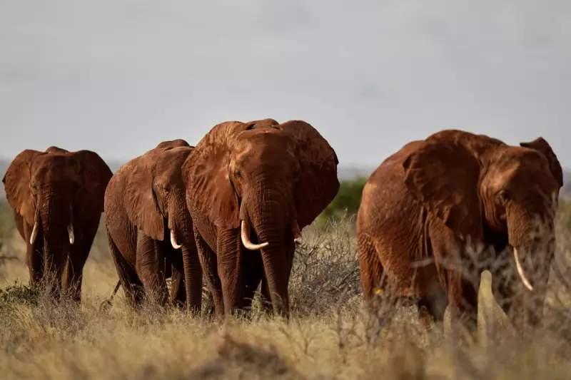 Kenya Protests After Elephants Kill Four in a Week, Highlighting Human-Wildlife Conflict