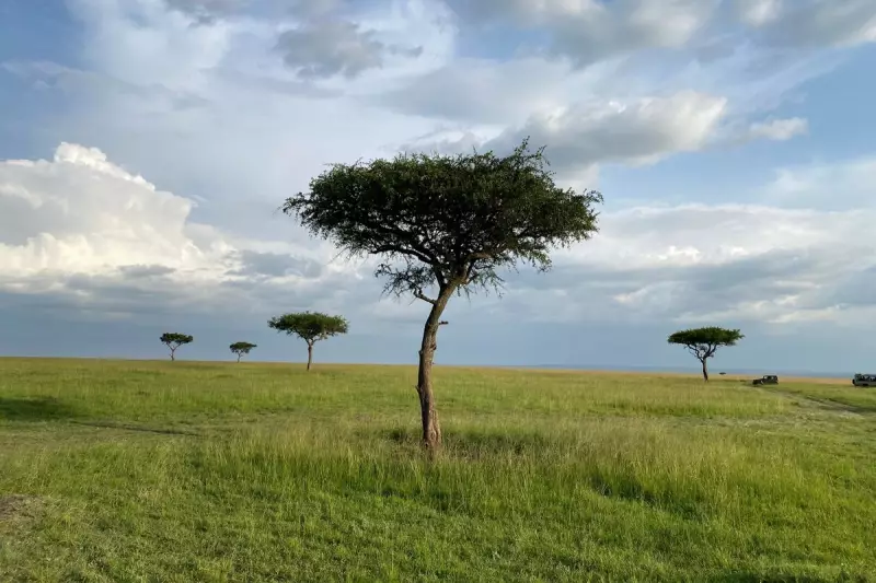 Kenya's Court to Rule on $3,5K Safari Camp Blocking Wildebeest Migration