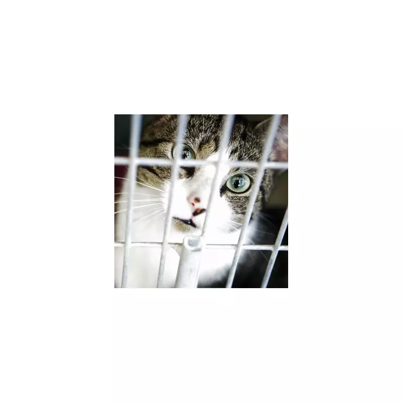 Kitten Rescued from Costco Bin Area Thrives in New Home After Viral Reddit Post