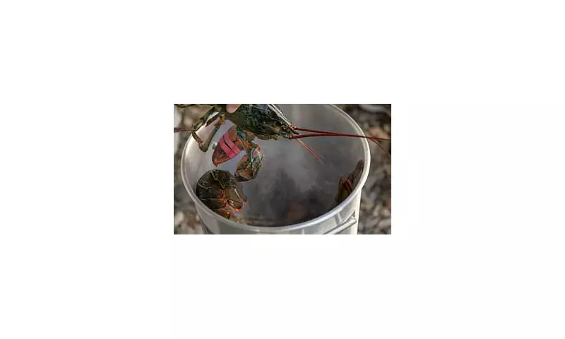 Labour Bans Boiling Lobsters Alive in Sweeping Animal Welfare Crackdown