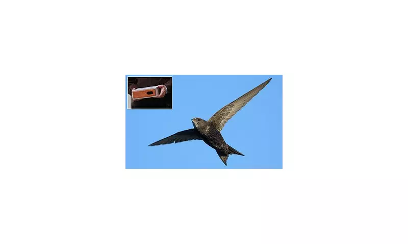 Labour's Swift Brick Mandate: New Homes in England Must Aid Endangered Birds