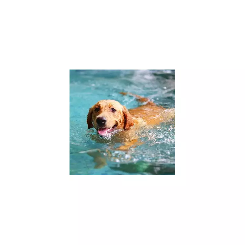 Labrador's Genius Pool Experiment Goes Viral: Mabel's Heartwarming Story