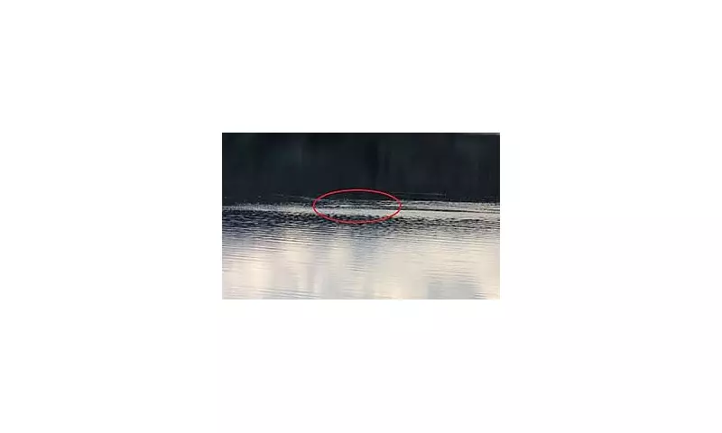 Loch Ness Monster Spotted Five Times in 2025: Official Sightings Revealed