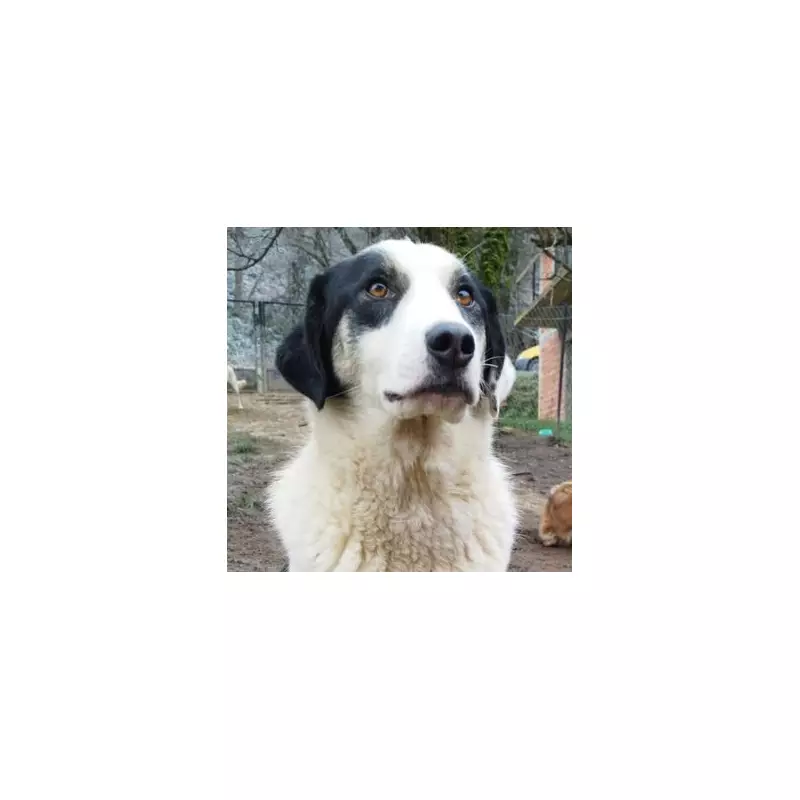 Loving Dog Waits 365 Days for a UK Home After Rescue from Bosnia