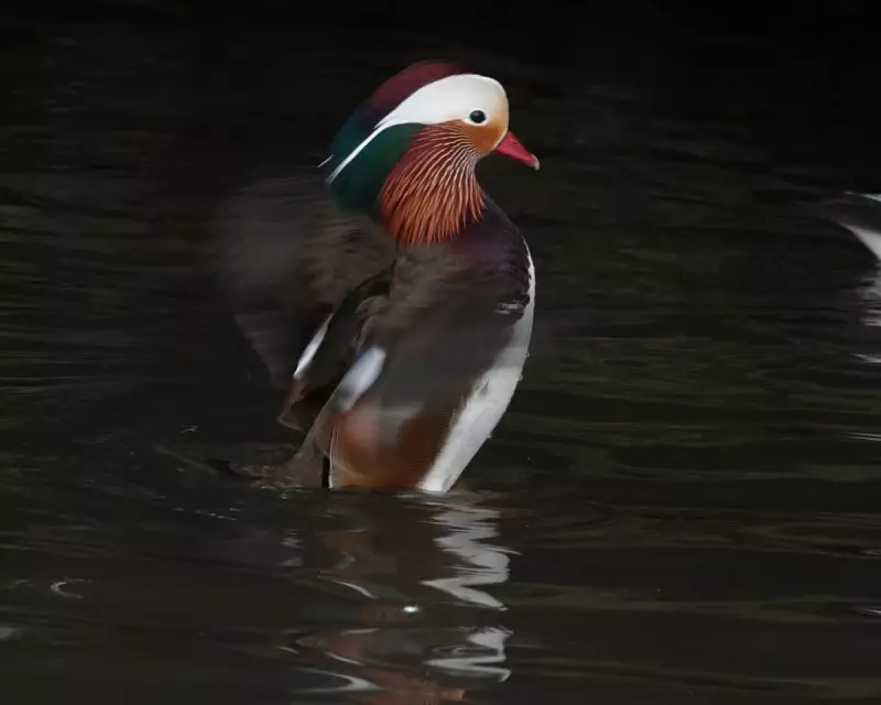 Mandarin Duck's UK Return: A Rare Splash of Colour in Winter Wetlands