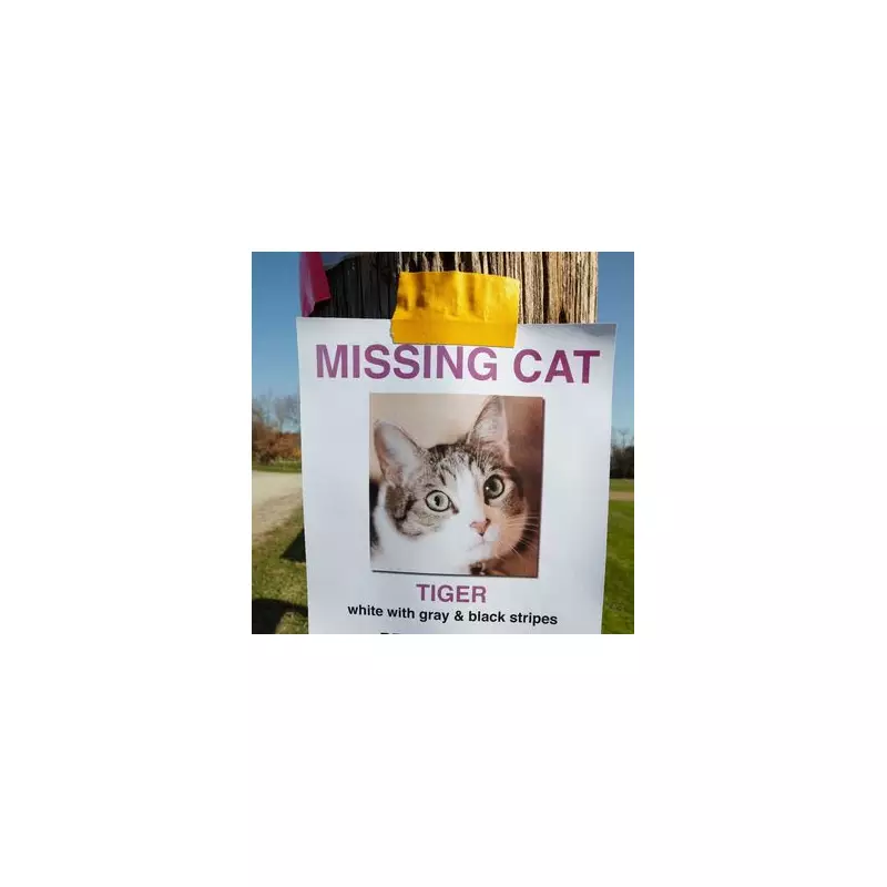 Missing Cat Found 55 Miles Away After Three Weeks in Istanbul Miracle