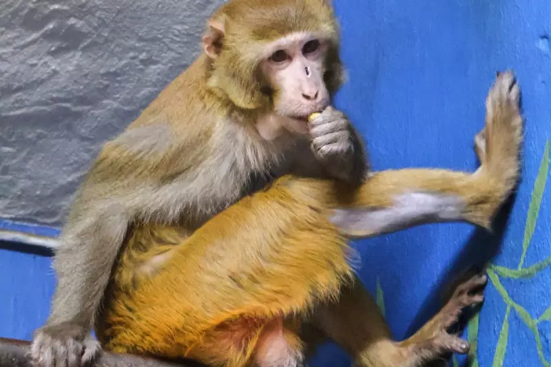 Mississippi Escapee Monkey Finds Sanctuary at New Jersey Wildlife Refuge