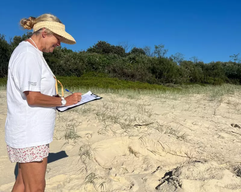 NSW TurtleWatch Calls for Volunteers to Protect Endangered Nests