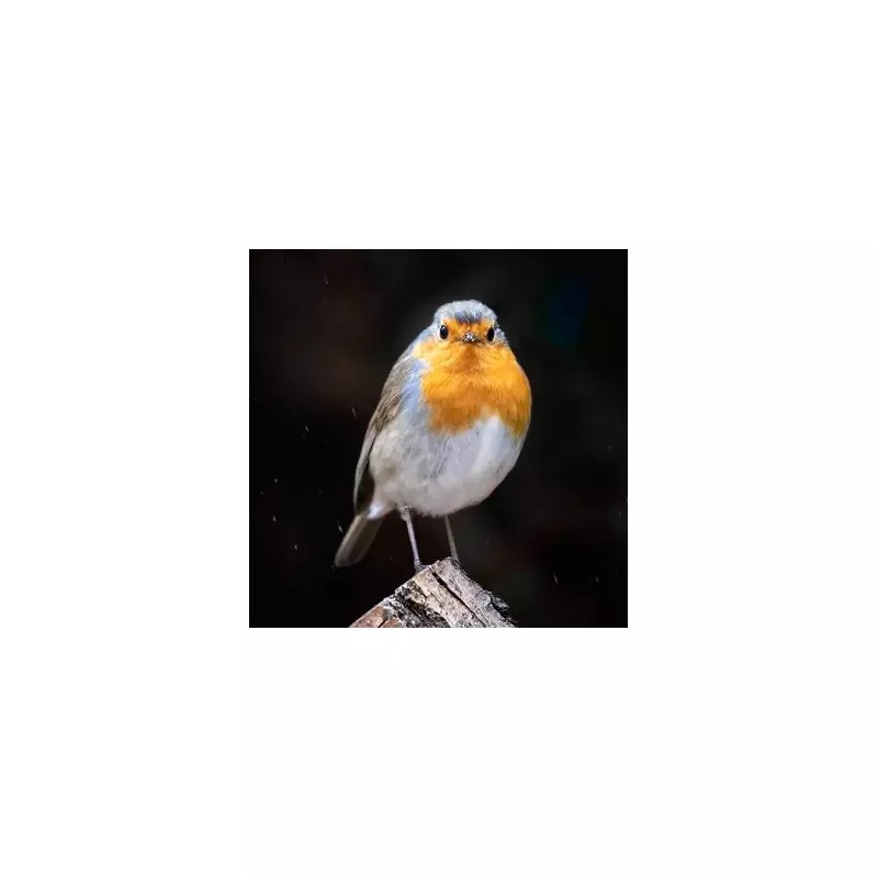 One Simple Plant Guarantees Birds Return to Your Garden, Expert Reveals