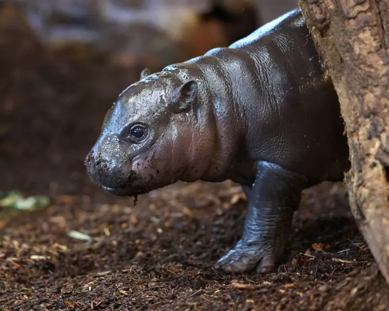 Panya the Pygmy Hippo: How a Tiny Calf Became a Global Sensation