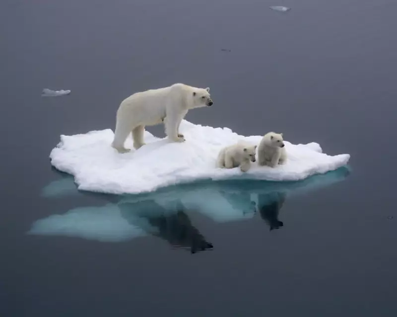 Polar Bears Alter DNA in Response to Arctic Warming, Study Reveals