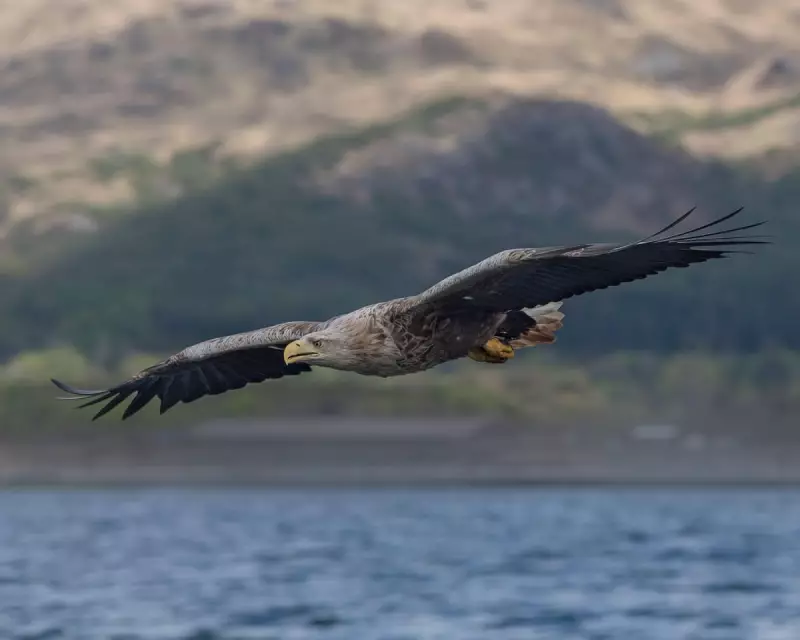 Police Investigate as Three Rare White-Tailed Eagles Vanish in UK