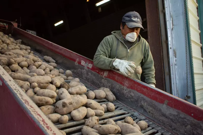 Potatoes Aid Weight Loss: Boiled Spuds Shed 6% Body Weight in Study