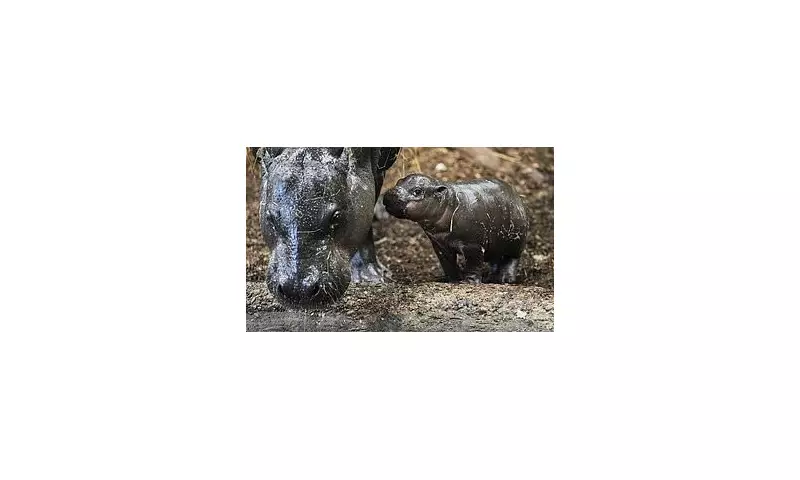 Pygmy Hippo Calf Makes Debut at German Zoo Amid Conservation Concerns