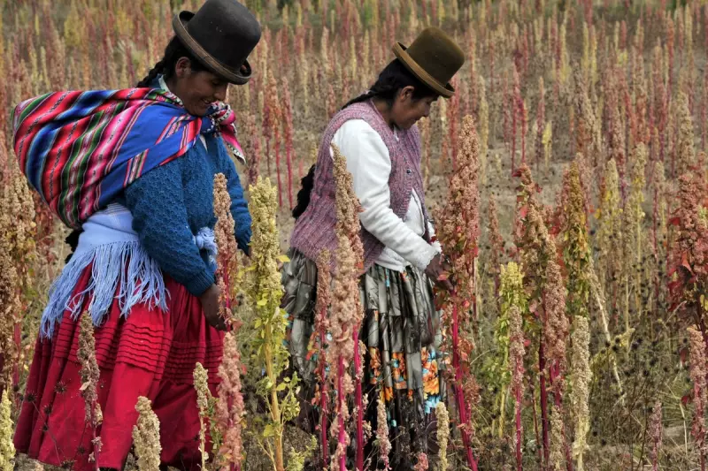 Quinoa: The 7,000-Year-Old Supergrain for Gut Health & Protein