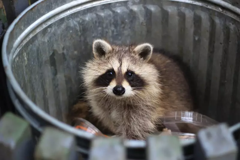 Raccoon Rampage: Will Business Insurance Cover Animal Damage and Injury?