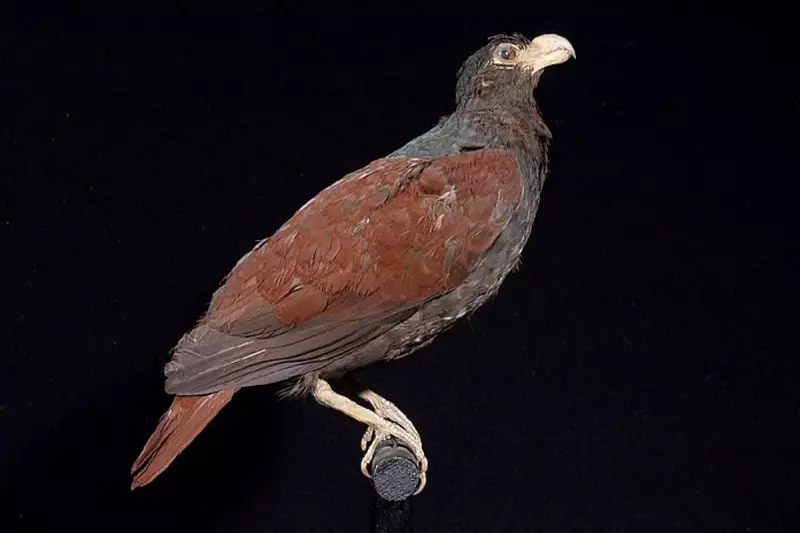 Rare 'Dodo's Cousin' Sighted in Samoa After Years of Fear