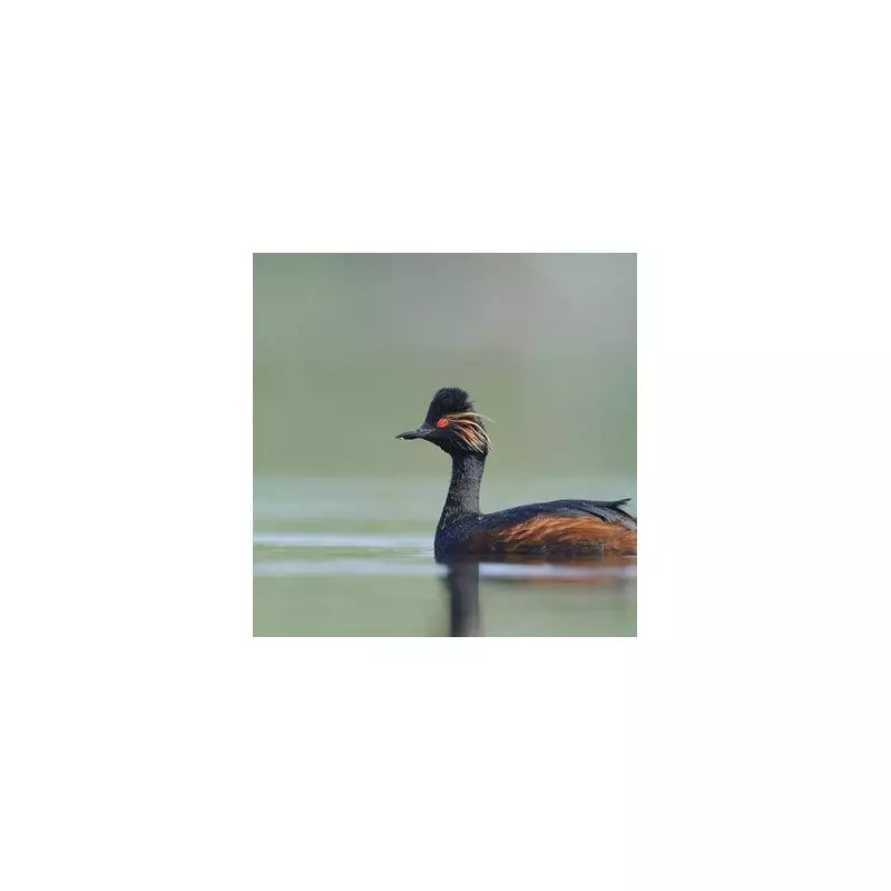 Rare Grebes Delight UK Birdwatchers: Red-necked & Black-necked Species Spotted in Sussex
