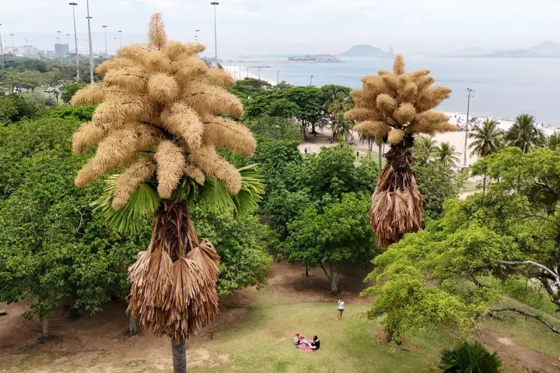 Rare Talipot Palms Bloom in Rio for First Time in 50 Years Before Dying
