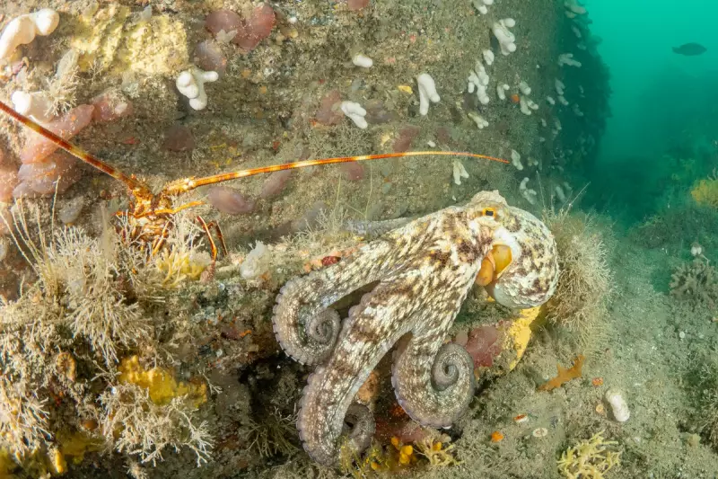 Record Octopus Sightings in UK Waters: 2025 Declared 'Year of the Octopus'