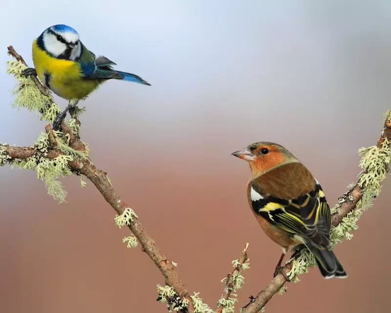 Record Warm Spring Boosts UK Songbird Breeding Success for 14 Species