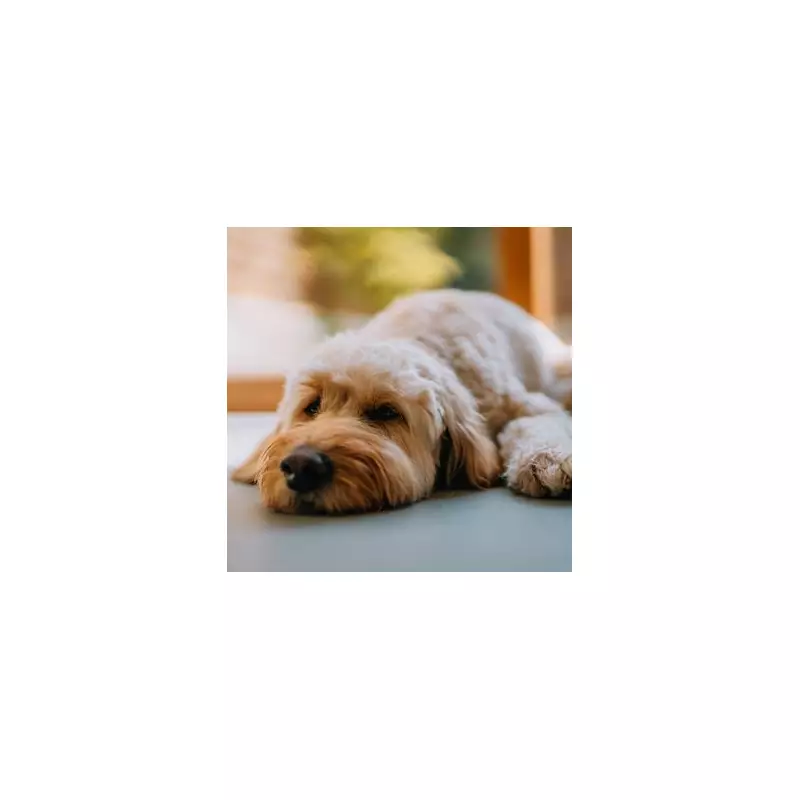 Reddit's Top Tip for Energetic Dogs on Cold Days: 'Hide and Seek'