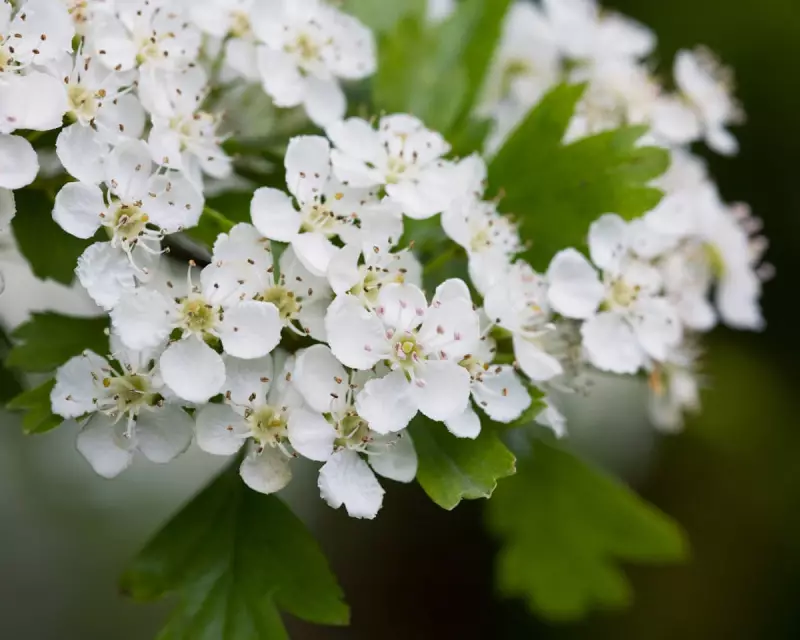 RHS Reveals 'Tredges' Can Boost England's Tree Cover by 20% in Gardens