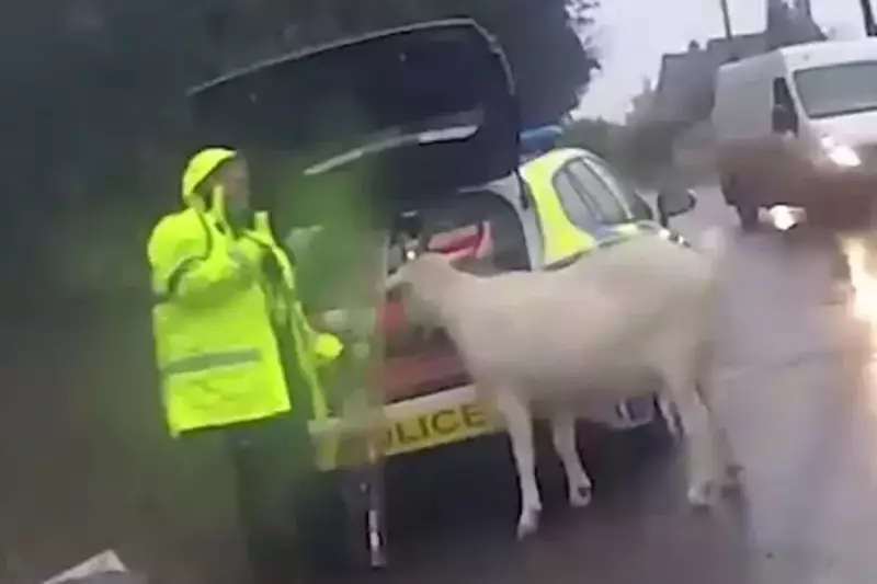 Riot Shields & Lasso: Wiltshire Police Capture Rampaging Goat