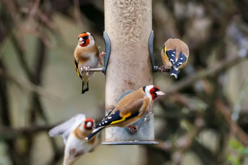 RSPB's Essential Guide to Safe Bird Feeders for Big Garden Birdwatch 2025