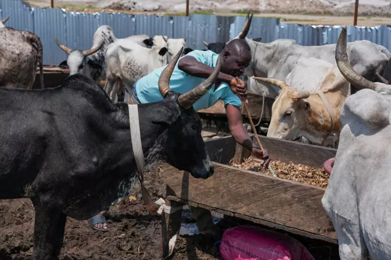 Sahel Conflict Forces Thousands of Herders to Flee to West African Coastal Cities