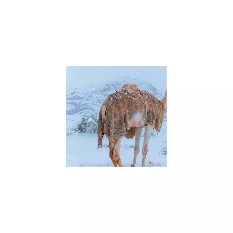 Saudi Arabia's 'Once in a Generation' Snowfall Turns Desert Dunes White