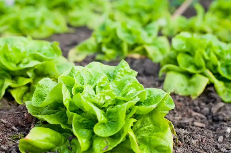 Scientists Uncover Why Lettuce Spoils So Fast: A Microscopic Breakthrough