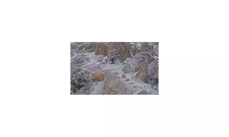 Tasmania's Rare White Christmas Stuns Residents Amid Australian Heatwave