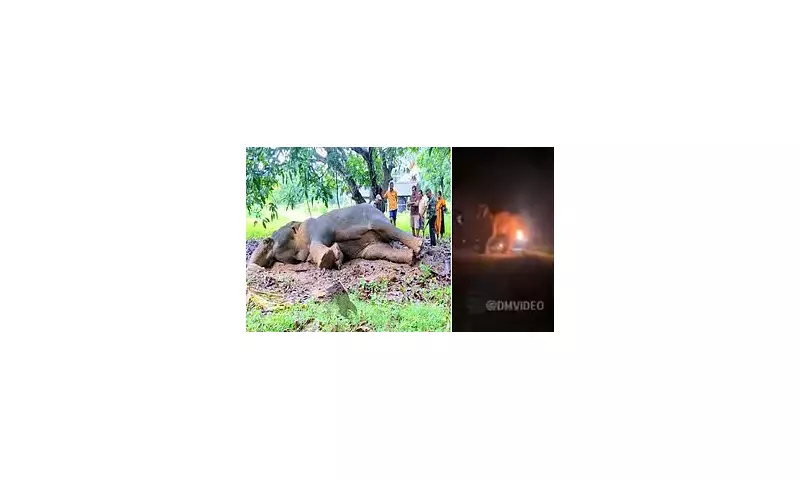 Three Men Arrested in Sri Lanka After Shocking Video Shows Elephant Set Alight