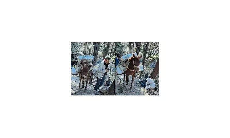 Tourist on Phone Knocked Off Mountain Path by Pack Mule in China