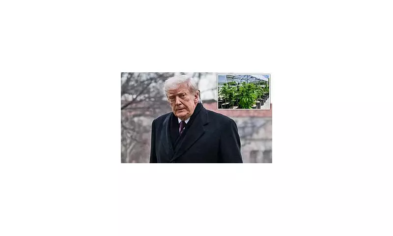 Trump Defies GOP, Signs Executive Order to Reclassify Marijuana for Research