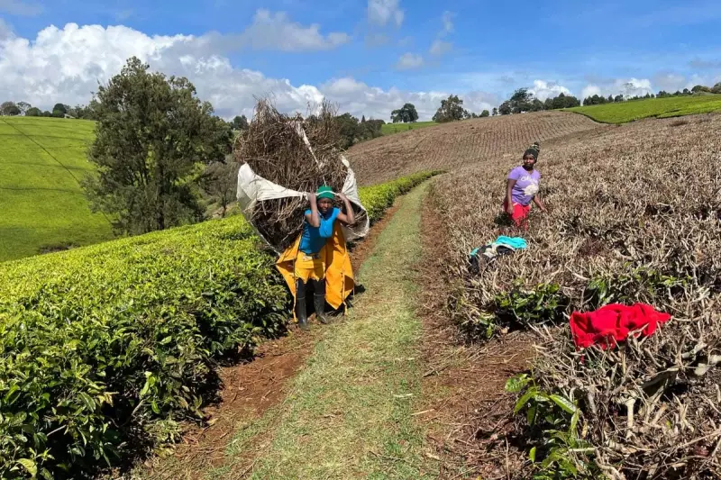 UK-backed 'Green Tea' project transforms Kenya's tea waste into energy and fertiliser