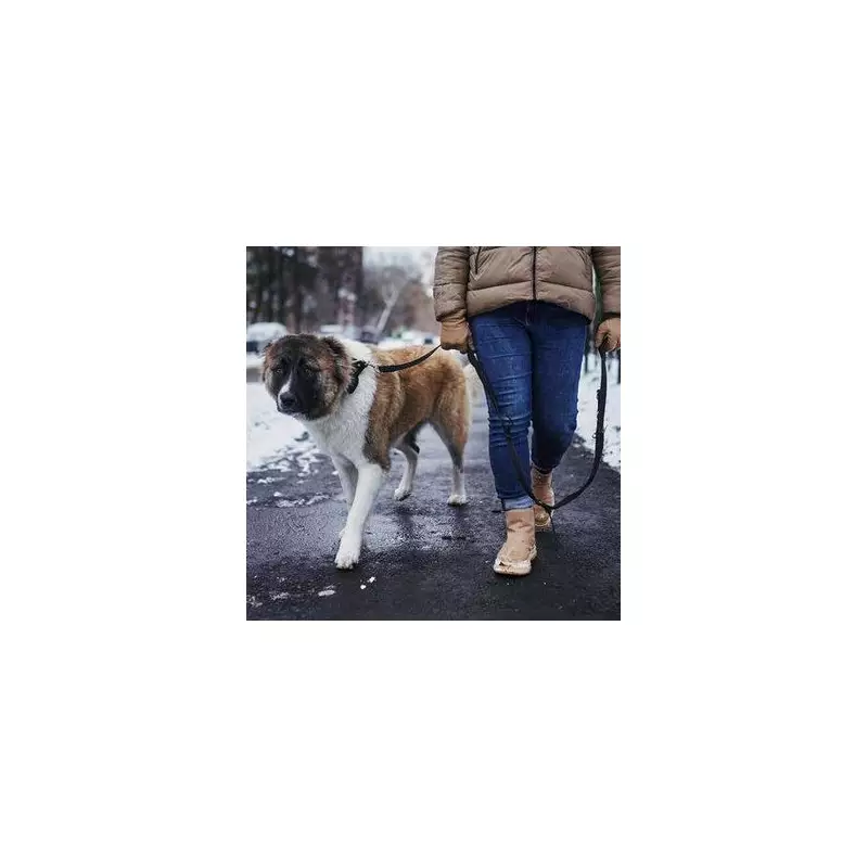 UK Cold Snap: Vets Warn Dog Walks Unsafe Below -4°C