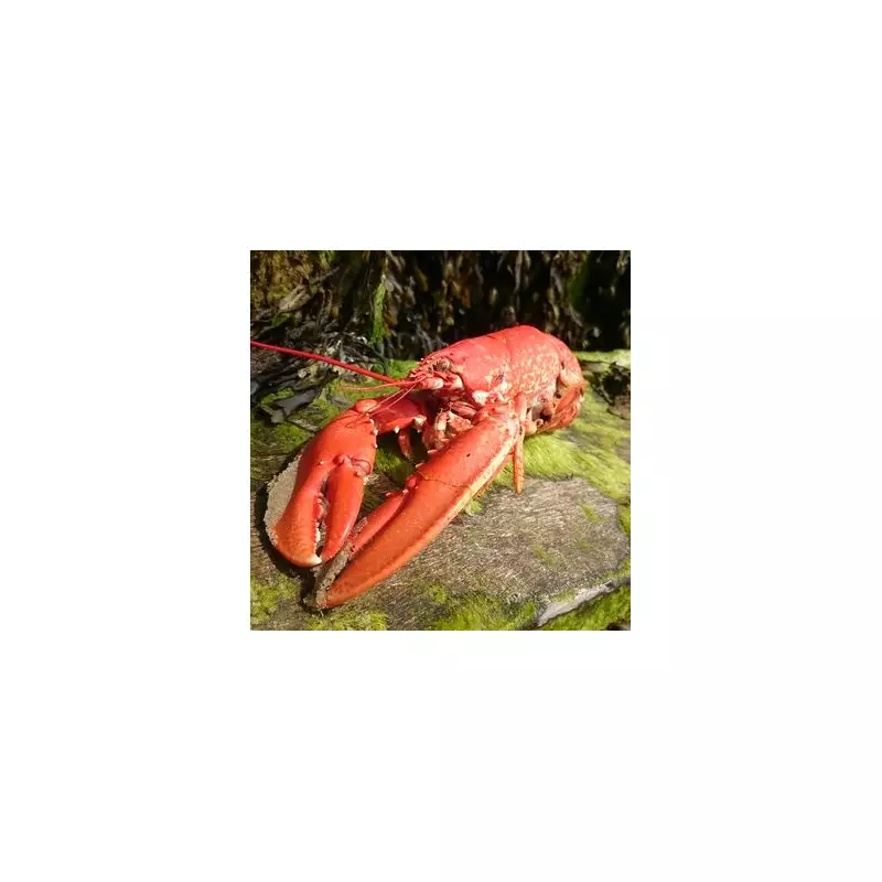 UK Government Bans Boiling Lobsters Alive in Major Animal Welfare Overhaul