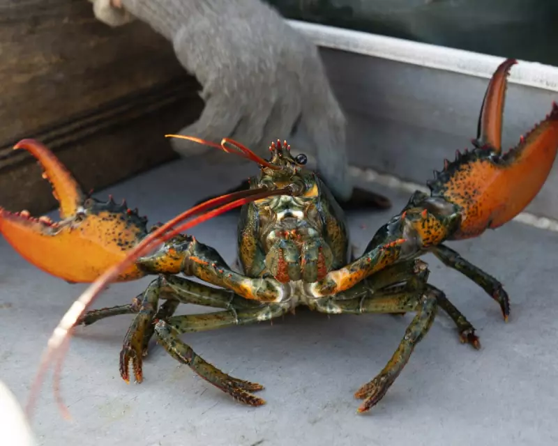 UK to Ban Boiling Lobsters Alive in Sweeping Animal Welfare Reforms