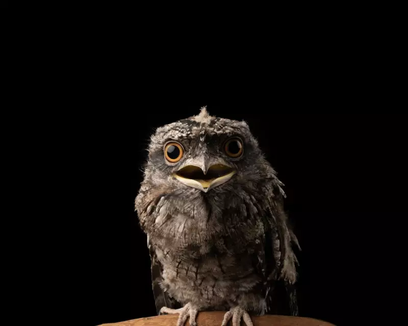 UK Wildlife at 'Unacceptable Risk' from Common Rat Poisons, Experts Warn