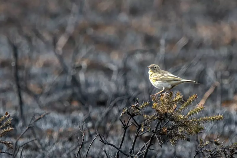 UK's 'New Normal': Drought, Fires & Heat Hammer Wildlife in 2025