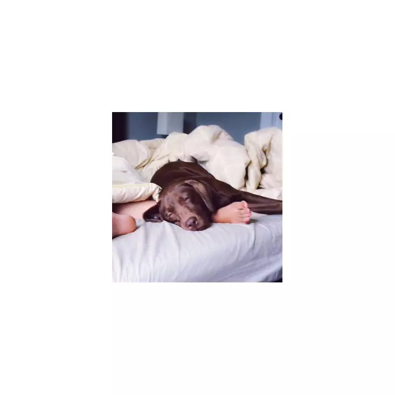 What Your Dog's Sigh Really Means: Experts Decode Canine Communication