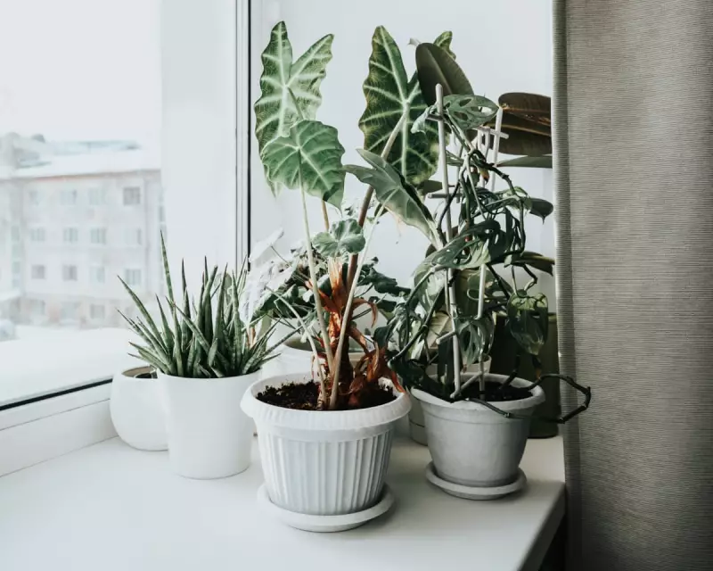 Winter Houseplant Survival: 5 Key Steps to Protect Plants from Central Heating