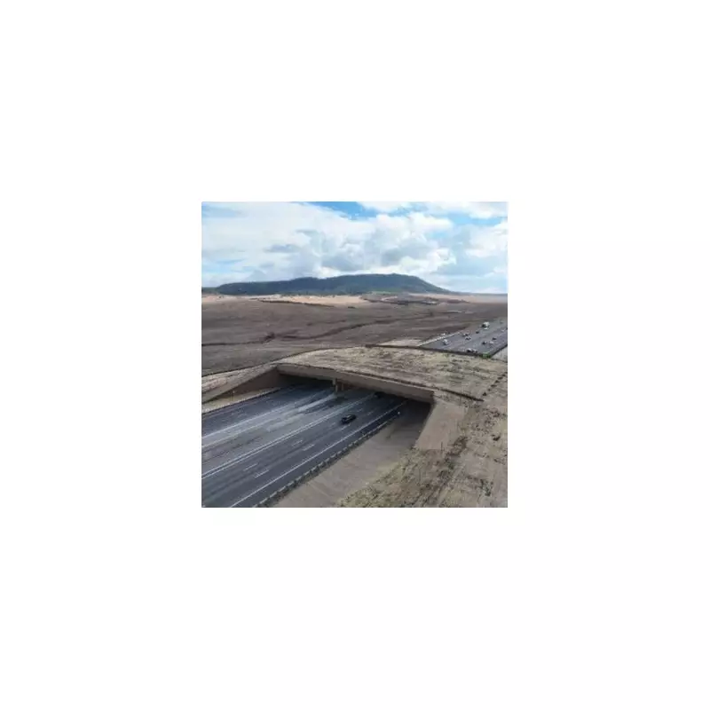 World's Largest Wildlife Bridge Opens in Colorado After £11m Project