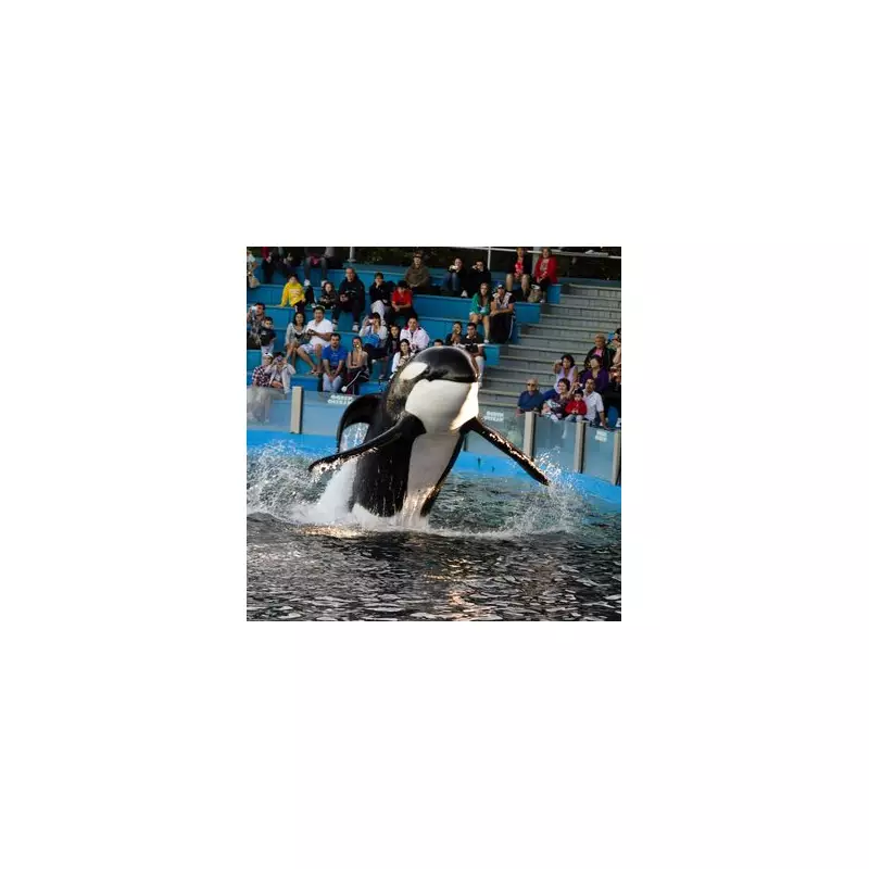 World's 'Loneliest' Killer Whale Kshamenk Dies After 33 Years in Captivity