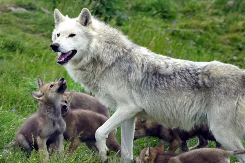 Young Brits Wary of Wolf and Lynx Reintroduction, Major Study Reveals
